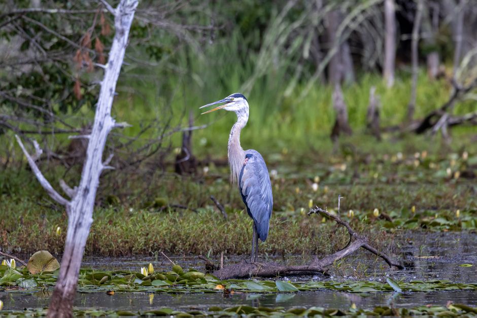 A heron stands upright on a fallen branch in a pond surrounded by water lilies with round green leaves and yellow flowers. The heron has long, slender legs, a sharp yellow beak, and a mostly grey body