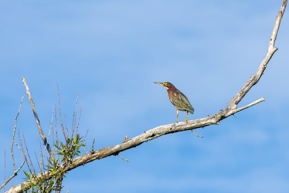 A small bird with a brown and green streaked body, yellow beak, and yellowish legs perched on a weathered, leafless tree branch against a clear blue sky. Nearby, a cluster of green leaves and thin twi